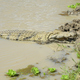 Nile crocodile, Crocodylus niloticus, basking in the sun at the edge of a swamp - PhotoDune Item for Sale