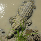 Nile crocodile, Crocodylus niloticus, basking in the sun at the edge of a swamp - PhotoDune Item for Sale