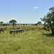 Zebra and Impala antelopes in African green savanah plain - PhotoDune Item for Sale