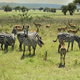 Zebra and Impala antelopes in African green savanah plain - PhotoDune Item for Sale