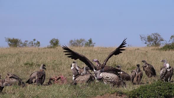 African White Backed Vulture, gyps africanus, Ruppell's Vulture, gyps rueppelli alt