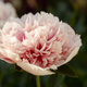 Pink double peony Etched salmon bloomed in summer - PhotoDune Item for Sale