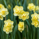 Closeup of beautiful yellow double daffodils Yellow Cheerfulness blooming in the Spring garden.  - PhotoDune Item for Sale