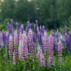 Lupine flowers in a foggy field during sunset in the Moscow region - PhotoDune Item for Sale