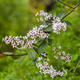Beautiful Pink blooming bird cherry in an early spring - PhotoDune Item for Sale