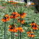 Flowering fritillary Rubra Maxima - crown imperial Rubra Maxima  - PhotoDune Item for Sale