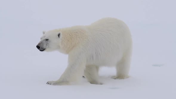 Polar Bear Walking in an Arctic.