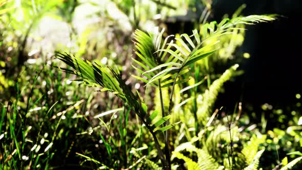Sun Shining Into Tropical Forest alt