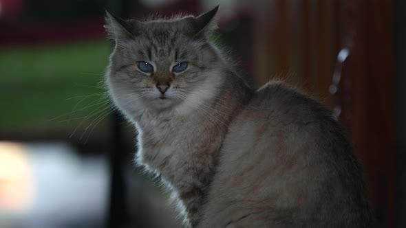 The Gray Fluffy Cat Close Up, Scottish Highland Straight Kitty, Looking Throw the Camera alt