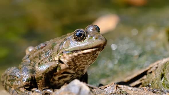 Frog Sits on the Shore By the River Extreme Close Up Portrait of Toad alt