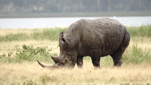 Rhino Feeding in Rain