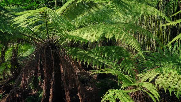 Huge Tropical Ferns In The Sun alt