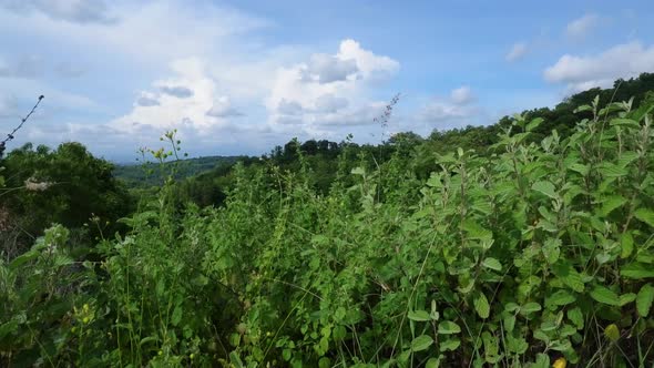 Mountain view with small swaying grass