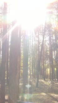 Vertical Video Autumn Forest By Day alt