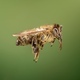 The Hovering Honeybee: A Close-up View - PhotoDune Item for Sale