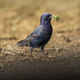 Feast in purple. European starling with his food. - PhotoDune Item for Sale