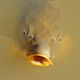 Common carp swimming in a pond - PhotoDune Item for Sale