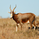Blesbok antelope in grassland - South Africa - PhotoDune Item for Sale