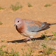 Laughing dove in natural habitat - PhotoDune Item for Sale