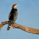 Reed cormorant perched on a branch - PhotoDune Item for Sale
