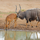 Nyala antelopes at a waterhole - PhotoDune Item for Sale