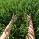 Close-up of hand touching wheat on field . - PhotoDune Item for Sale