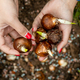 hands holding daffodil bulbs before planting in the ground - PhotoDune Item for Sale