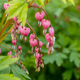 Close-up flowers of a bleeding heart Dicentra Spectabils - PhotoDune Item for Sale