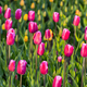 colorful tulip field with selective focus - PhotoDune Item for Sale