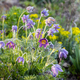 Pulsatilla vulgaris Lumbago flowering in the garden. Dream-grass flowers blooming in the spring. - PhotoDune Item for Sale