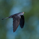 Common cuckoo (Cuculus canorus) - PhotoDune Item for Sale