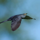 Common cuckoo (Cuculus canorus) - PhotoDune Item for Sale
