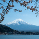 Mount Fuji and Cherry blossom Sakura, Japan in Spring - PhotoDune Item for Sale