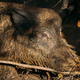 Belarus. Wild Boar Or Sus Scrofa, Also Known As The Wild Swine, Eurasian Wild Pig Resting In Mud In - PhotoDune Item for Sale