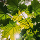 Bottom View Of Sunshine Through Spring Green Maples Foliage. Sun Sunrays Shine Through Fresh - PhotoDune Item for Sale