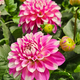 Pink Dahlia flower in the garden - PhotoDune Item for Sale