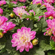 Pink Dahlia flower in the garden - PhotoDune Item for Sale