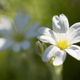Yaskolka is a white close-up of Cerastium - PhotoDune Item for Sale