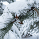 Spruce branch snow. Winter natural texture - PhotoDune Item for Sale