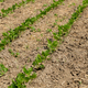 Green ripening soybean field, agricultural landscape - PhotoDune Item for Sale