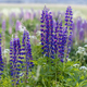 Lupine flowers in a foggy field during sunset in the Moscow region - PhotoDune Item for Sale
