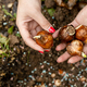 hands holding daffodil bulbs before planting in the ground - PhotoDune Item for Sale