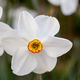 Close-up of white narcissus flowers (Narcissus poeticus) in spring garden - PhotoDune Item for Sale