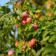 Lots of ripe red apples on the tree in orchard.  - PhotoDune Item for Sale