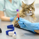 Two professional veterinarians take a blood for test of cat of the breed Maine Coon  - PhotoDune Item for Sale