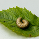 Winter pest insect pest Agrotis segetum - PhotoDune Item for Sale