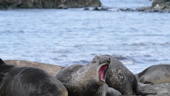 Elephant Seals on the Beach in Antarctica