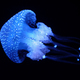 Tropical Jellyfish Phyllorhiza punctata white-spotted jellyfish underwater - PhotoDune Item for Sale