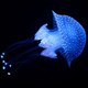 Tropical Jellyfish Phyllorhiza punctata white-spotted jellyfish underwater - PhotoDune Item for Sale