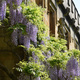 wisteria in bloom on an old English building - PhotoDune Item for Sale